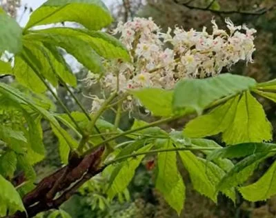 Біло-рожеві суцвіття каштана серед зеленого пальчастого листя